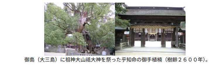 大三島・大山祇神社の御手植楠の記憶