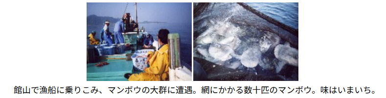 館山のマンボウ漁の記憶